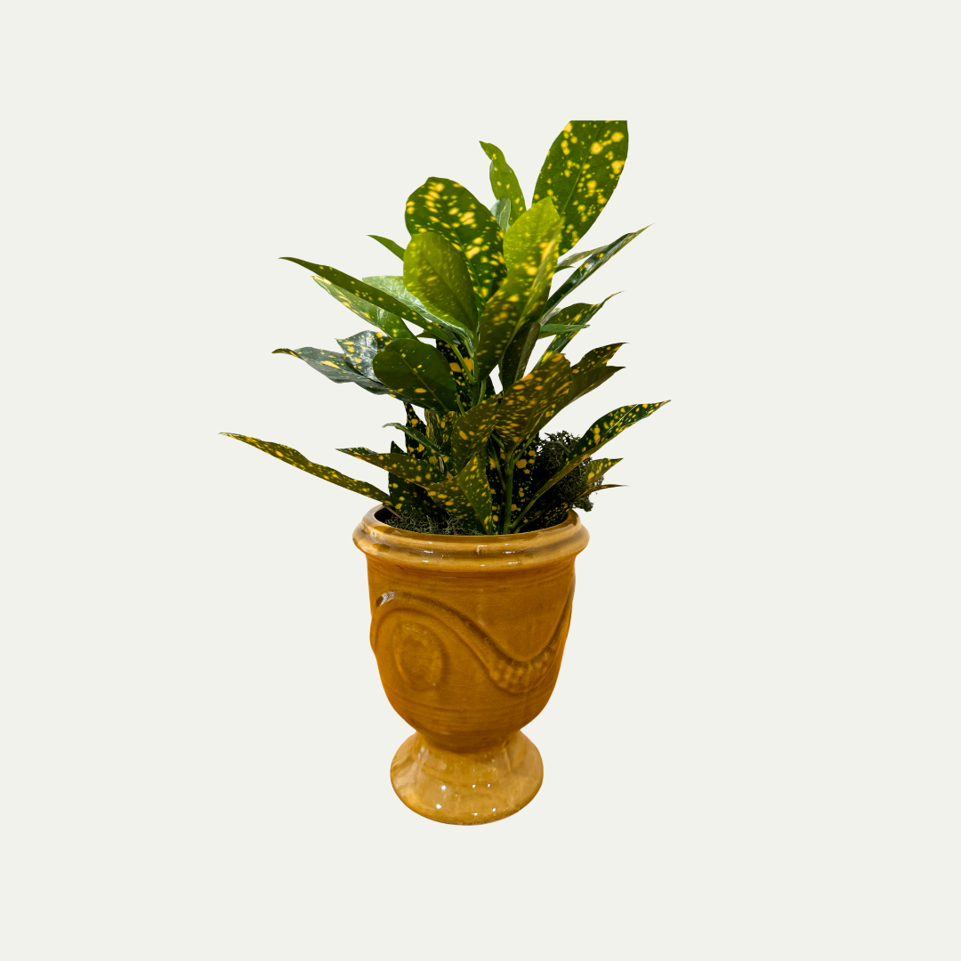 Small Cachepot