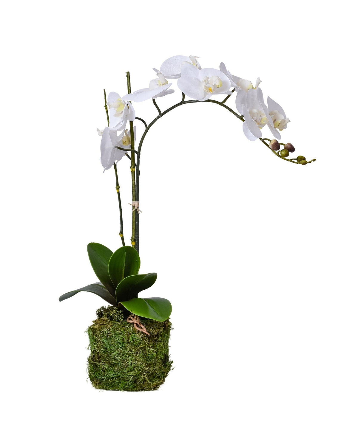 Orchid-Single with Bamboo Stick