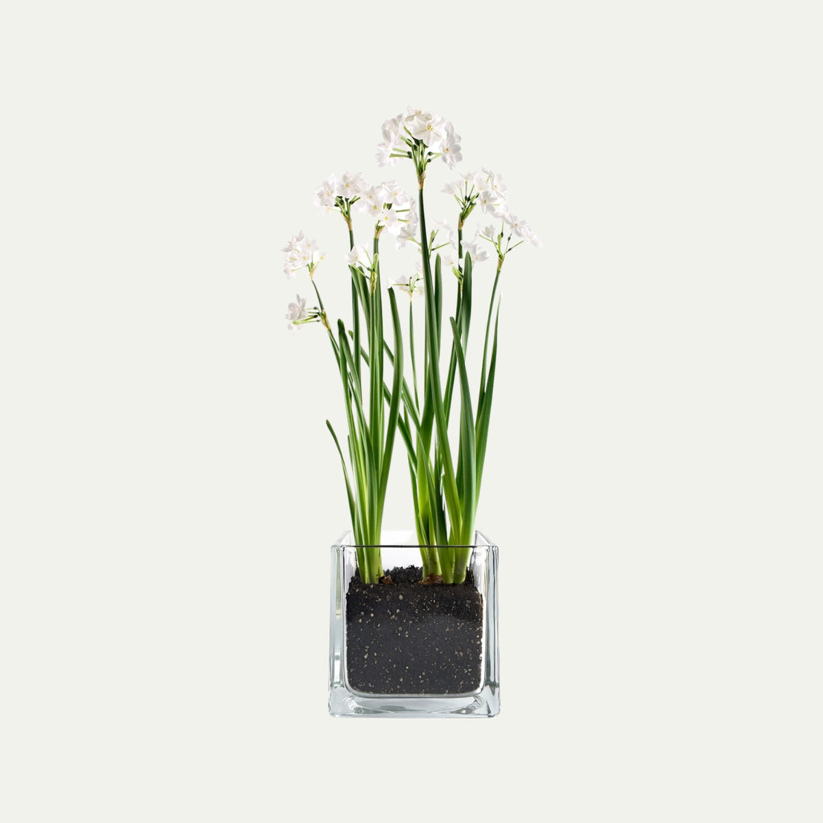 Paperwhites Winter Garden