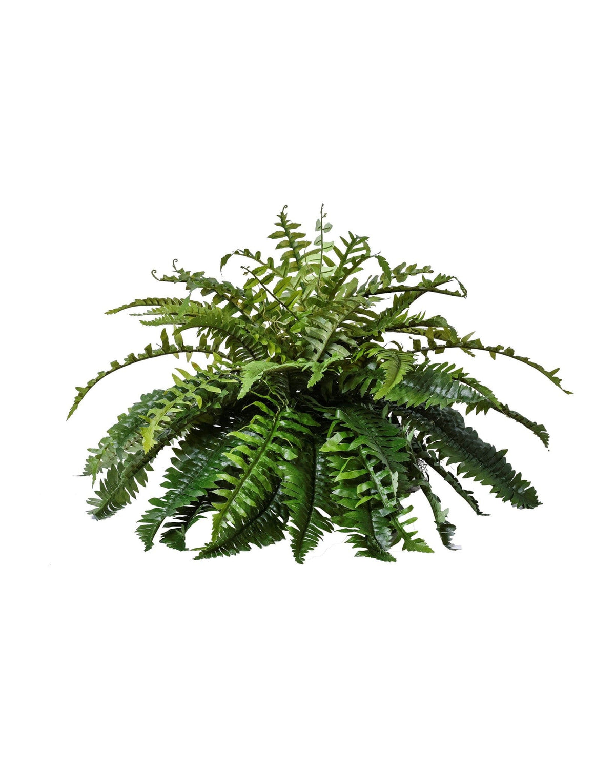 Boston Fern